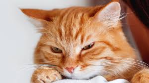 39699.base.eth Basenames (.base.eth domains) based on ENS PFP