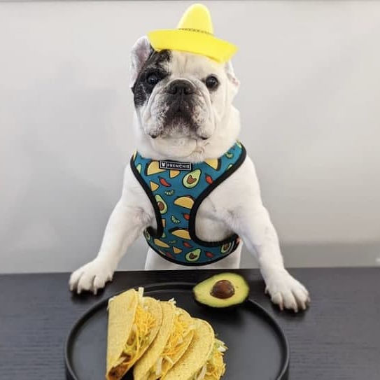 señor doggo's Lens avatar