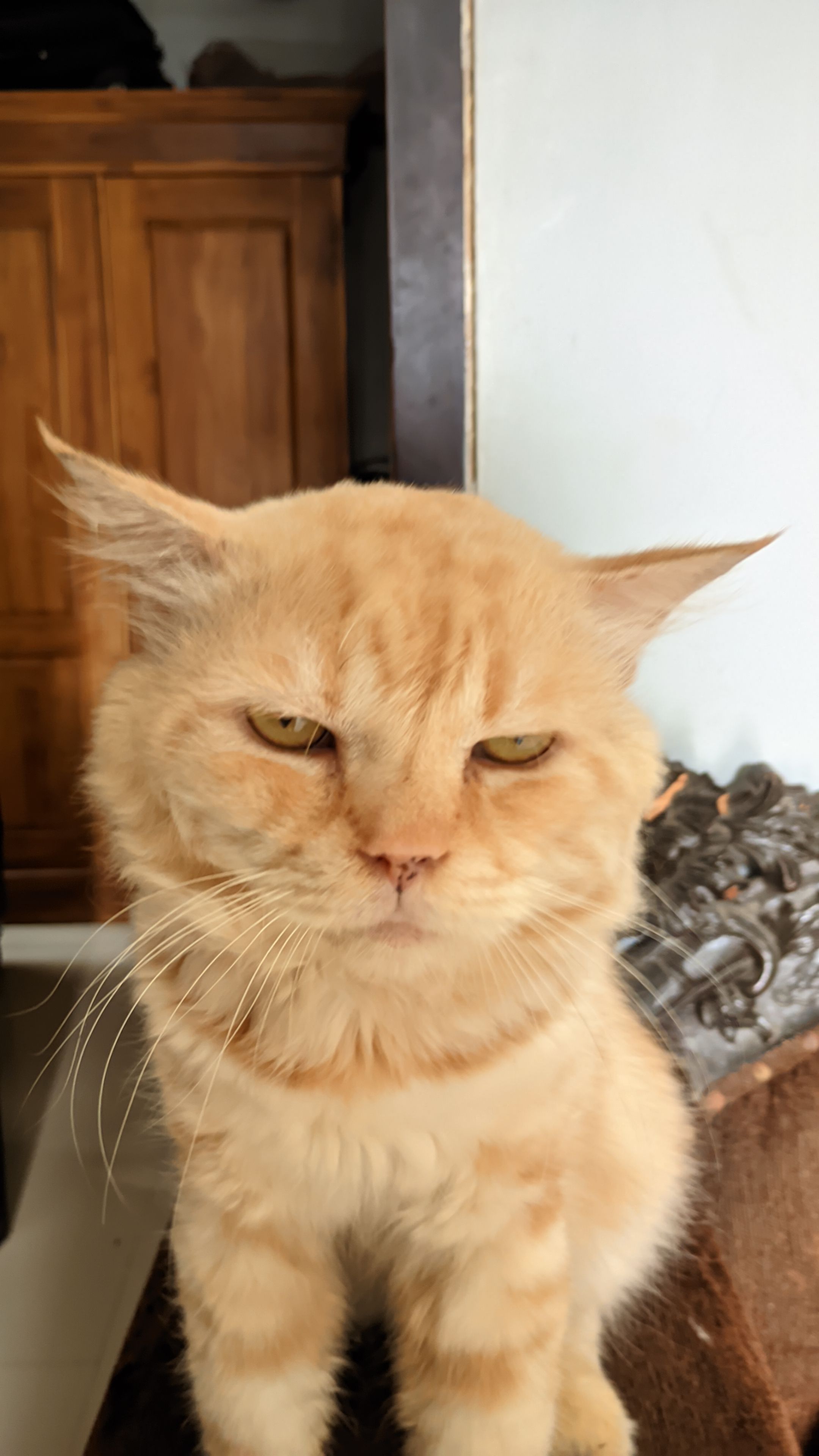 Riantama (wolzies.lens) Lens social identity (.lens handle) PFP