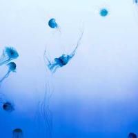 affectstory (affectstory.lens) Lens social identity (.lens handle) PFP