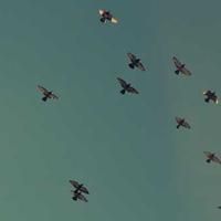 pressureterm (pressureterm.lens) Lens social identity (.lens handle) PFP