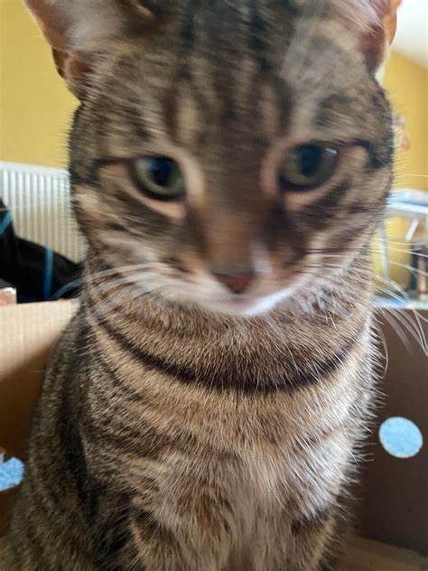 AljosaNatek (aljosanatek.lens) Lens social identity (.lens handle) PFP