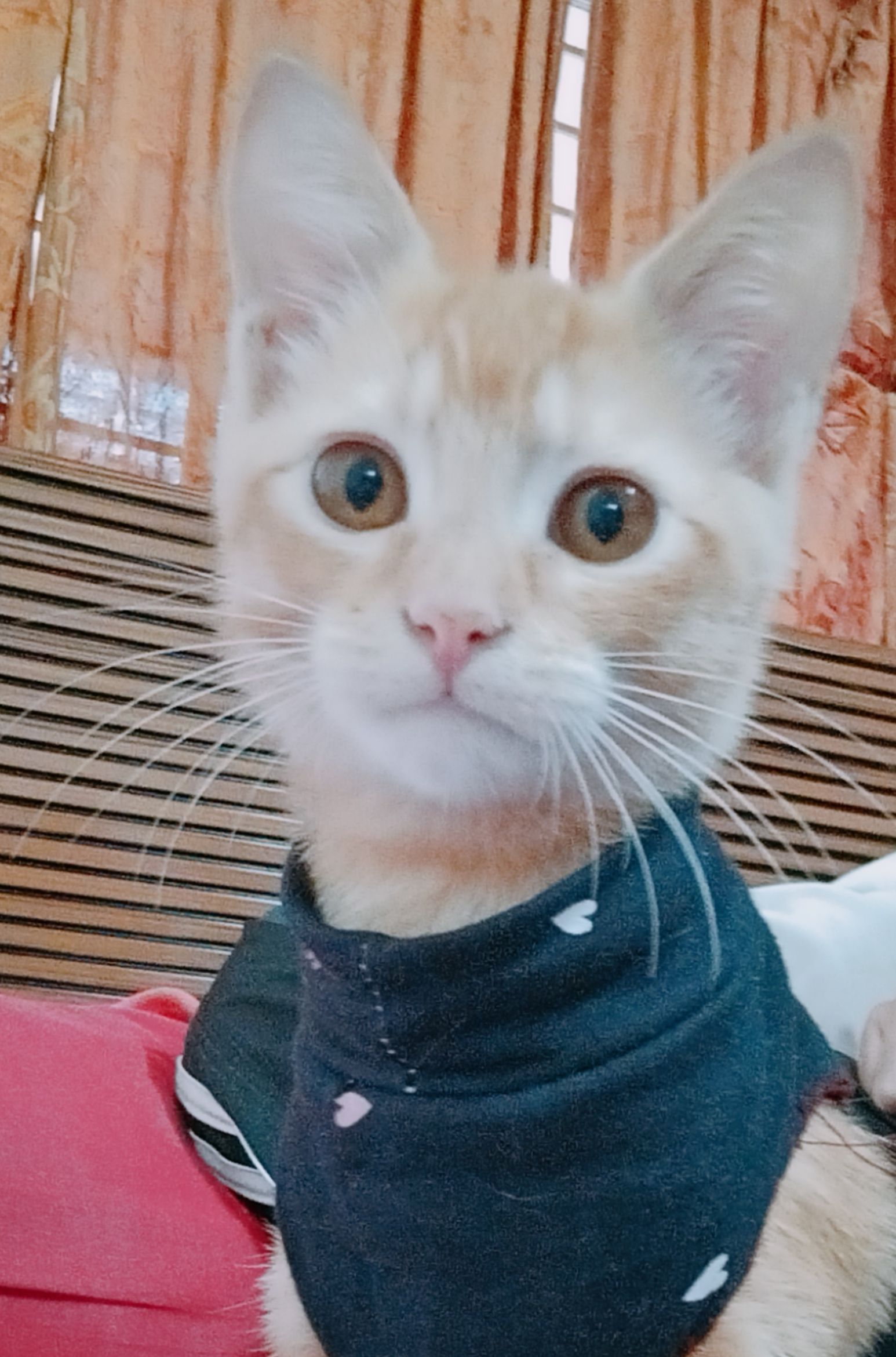 wasti's Lens avatar