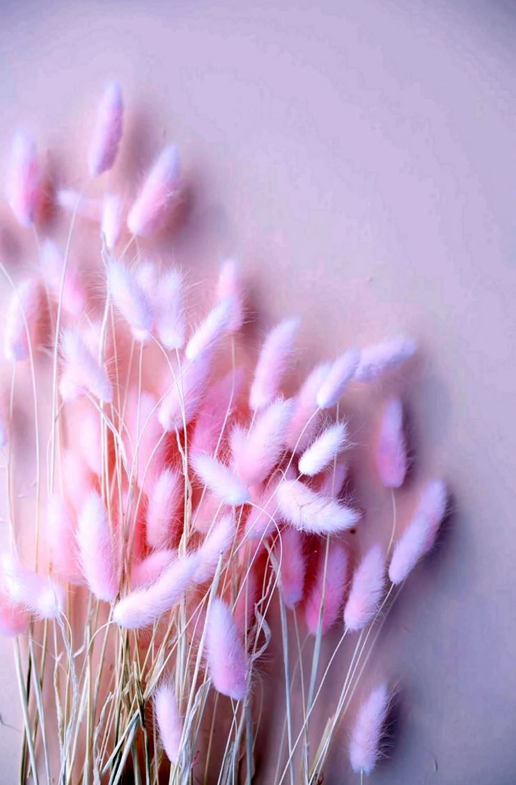 futureuser.linea.eth Linea Name Service (.linea.eth domains) based on ENS PFP