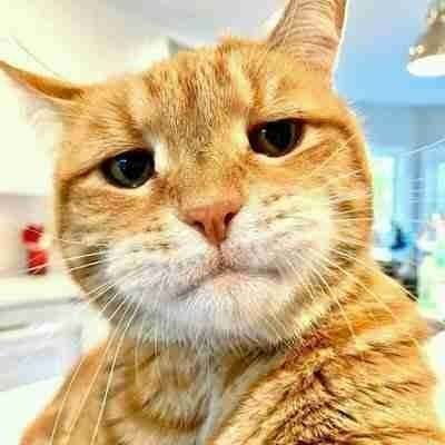 Amusk (mr_musk.lens) Lens social identity (.lens handle) PFP