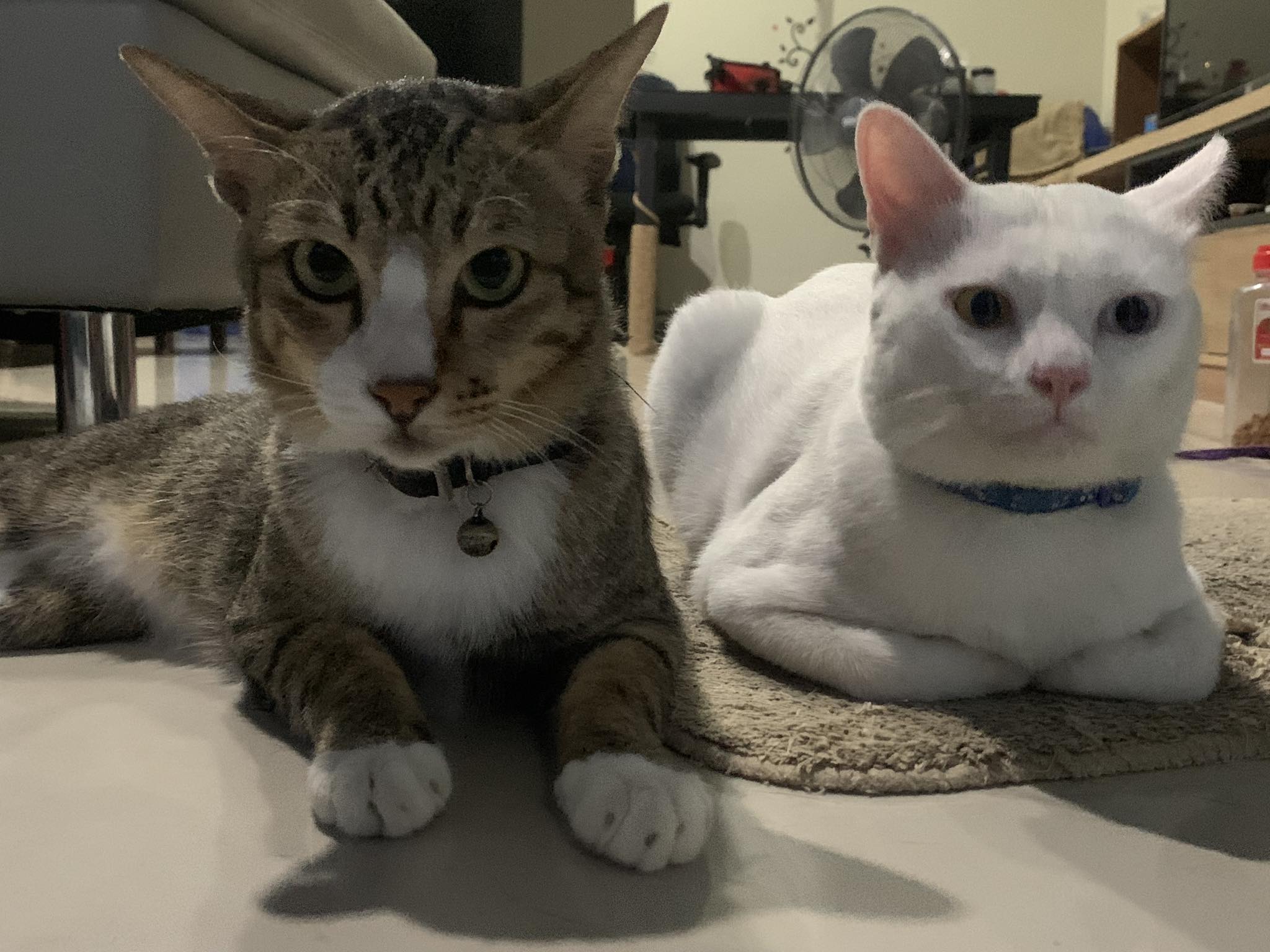 Alexy (alexzzz.lens) Lens social identity (.lens handle) PFP