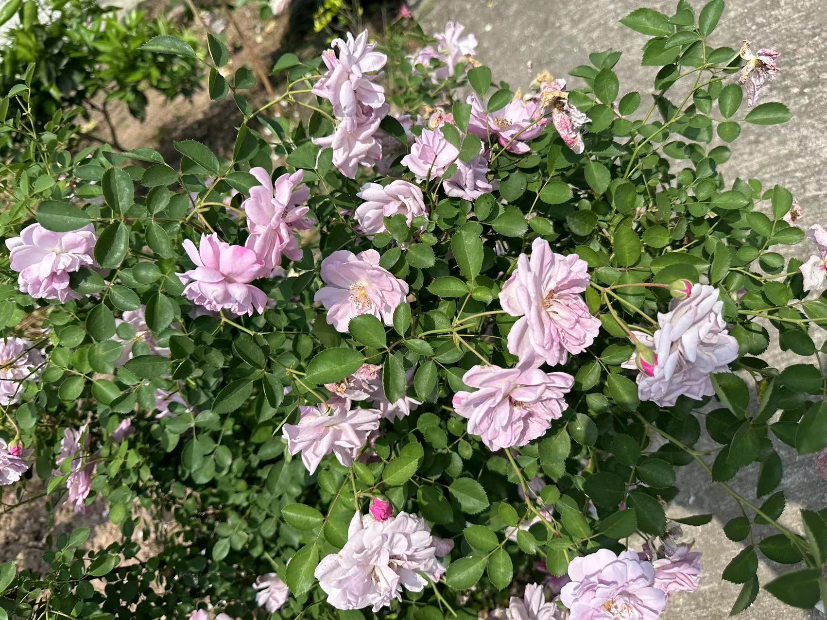 holder of beauty (menmen4.lens) Lens social identity (.lens handle) PFP