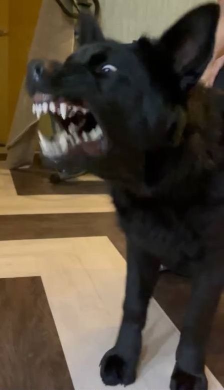 xtrec1dx (oxkrenzye.lens) Lens social identity (.lens handle) PFP