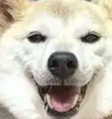 oncecoin (oncecoin.lens) Lens social identity (.lens handle) PFP