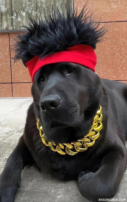 Chaonima (vietnames.lens) Lens social identity (.lens handle) PFP