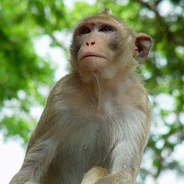 Lazar Carrow (lazarcarrow.lens) Lens social identity (.lens handle) PFP