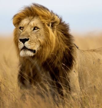 Teranga (makemeaddict.lens) Lens social identity (.lens handle) PFP