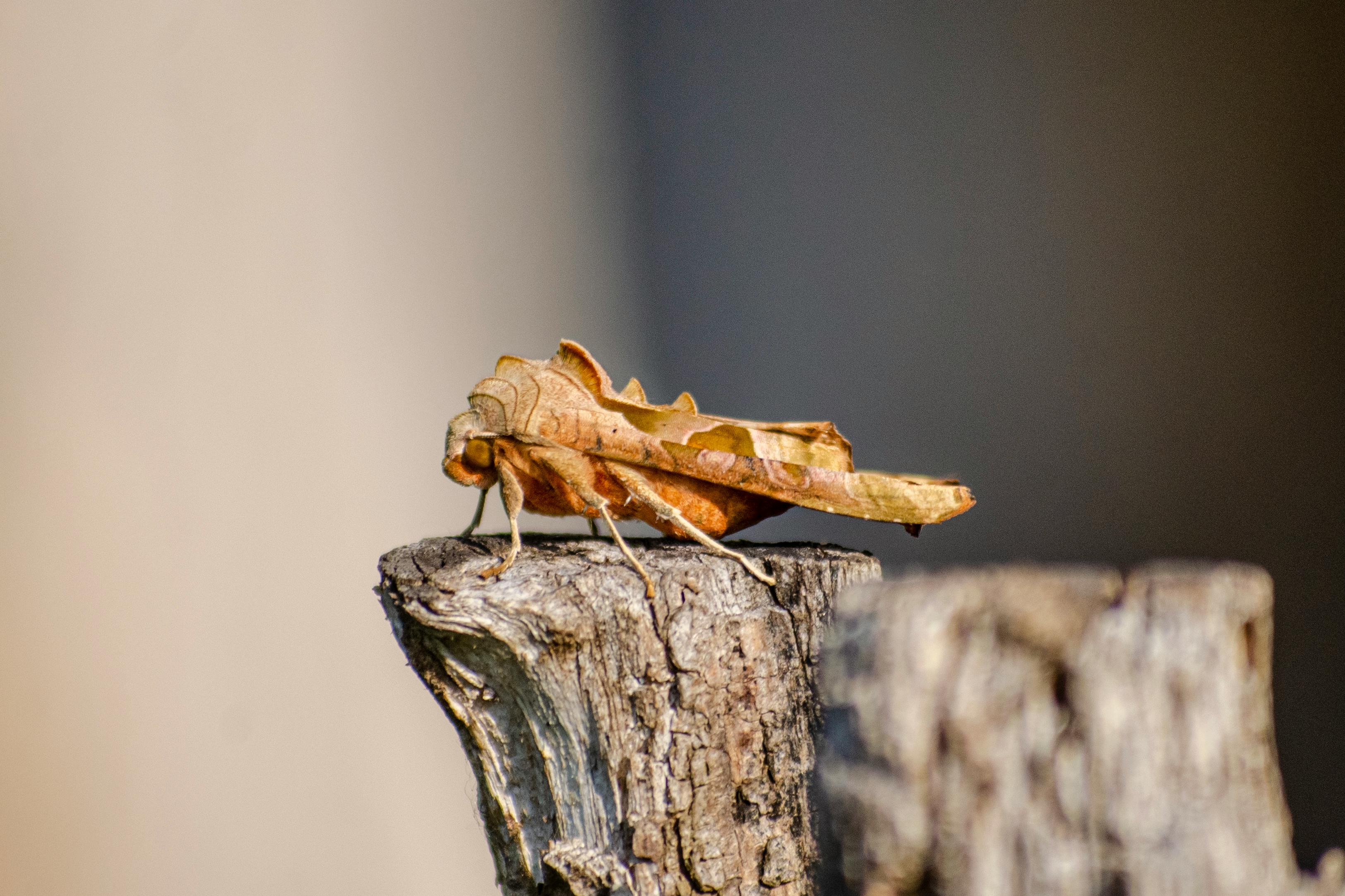 kata (ydusdas.lens) Lens social identity (.lens handle) PFP