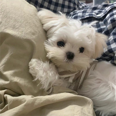 maugham (maugham.lens) Lens social identity (.lens handle) PFP