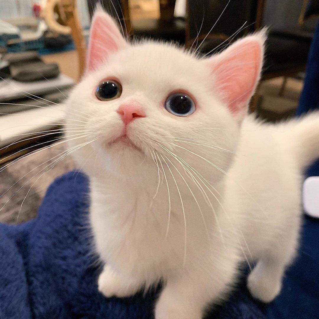 bitbill (bitbill.lens) Lens social identity (.lens handle) PFP