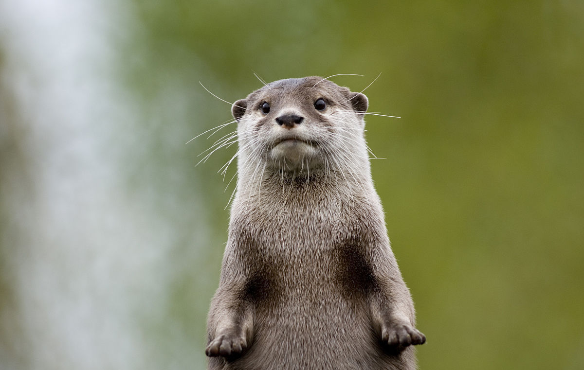 yangzy009 (yangzy009.lens) Lens social identity (.lens handle) PFP