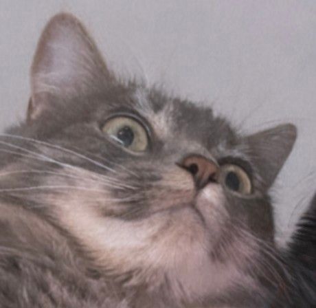 T Machina (thomasmachina.lens) Lens social identity (.lens handle) PFP