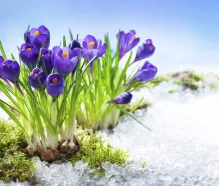 xrikop (xrikop.lens) Lens social identity (.lens handle) PFP