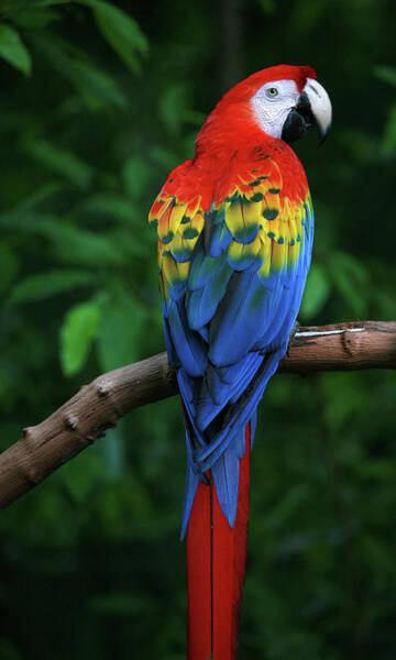 scarlet-macaw-thepalmer.jpg