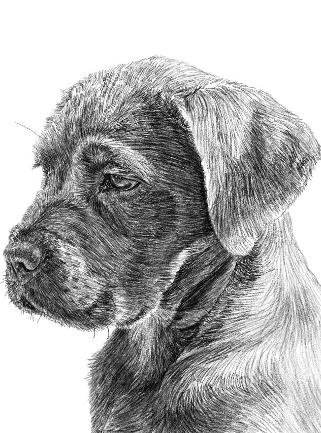 CDillon (cdillon.lens) Lens social identity (.lens handle) PFP