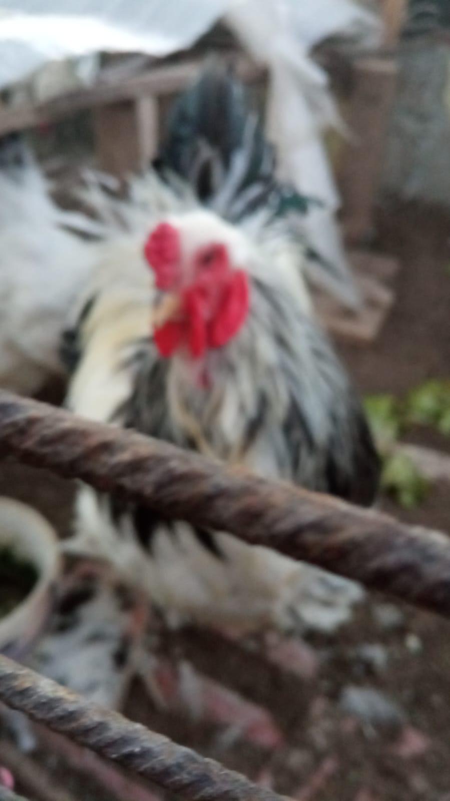 Oguz (solbonk.lens) Lens social identity (.lens handle) PFP