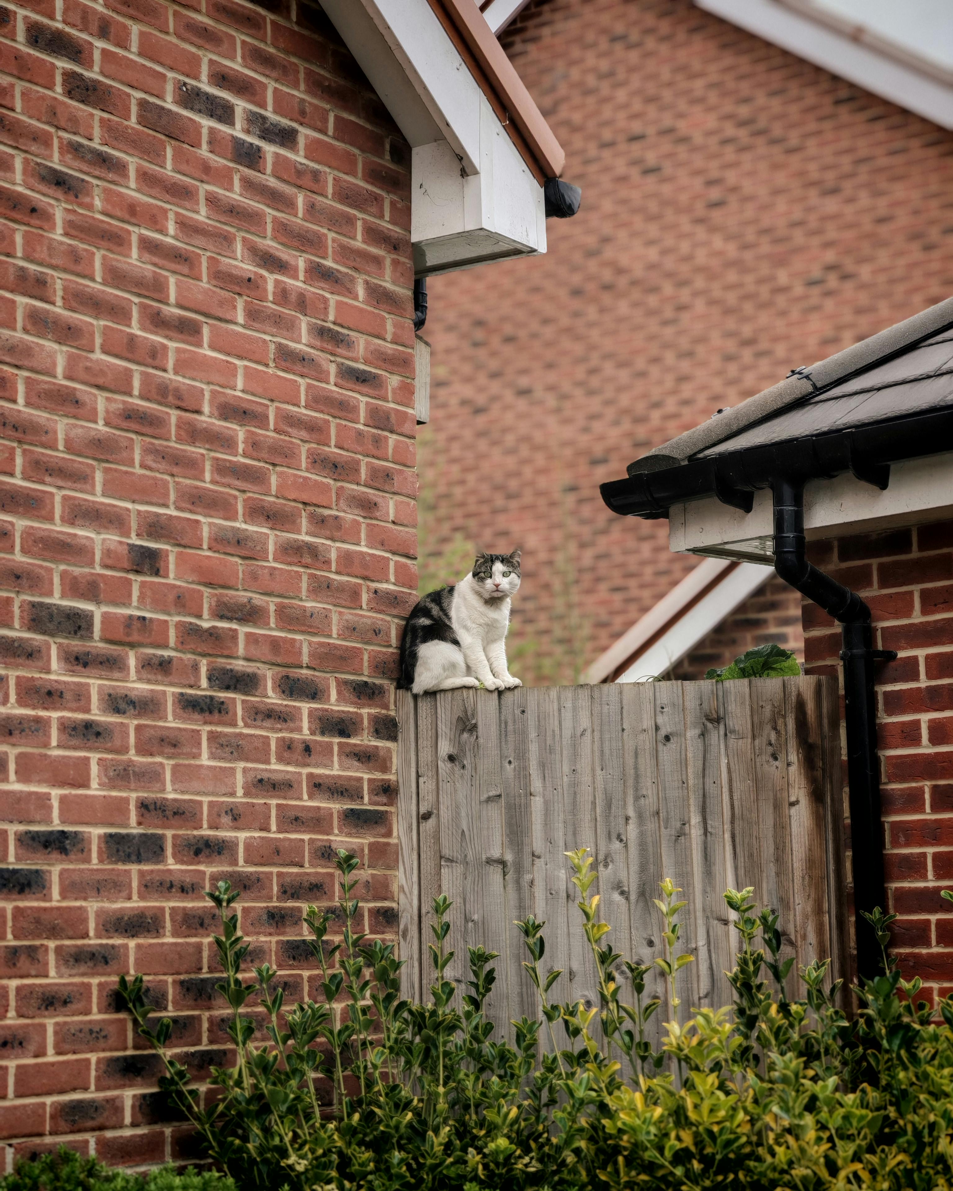 joy (gghyuh.lens) Lens social identity (.lens handle) PFP