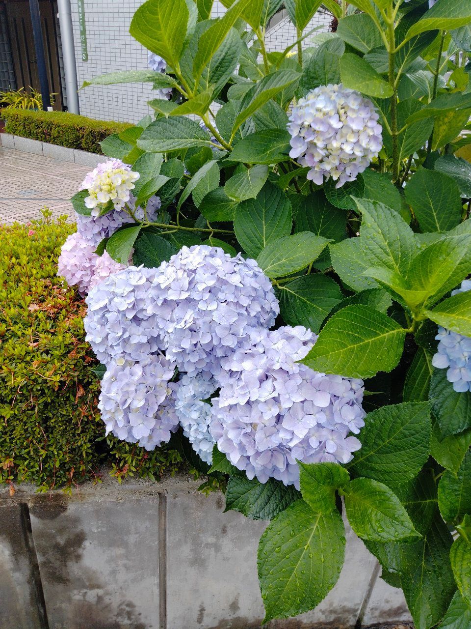 momotaro (momotaro.lens) Lens social identity (.lens handle) PFP