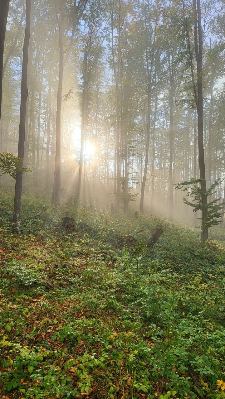 gambamamba (gambamamba.lens) Lens social identity (.lens handle) PFP