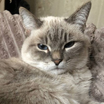 evakik's Lens avatar