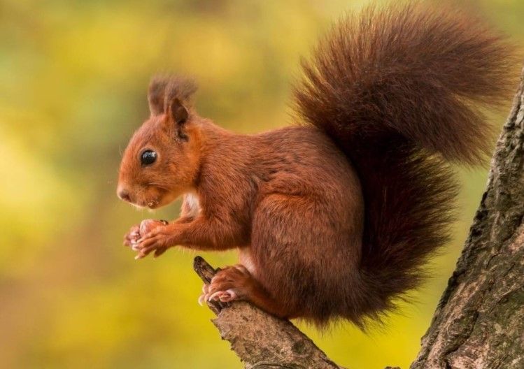 Vasya (coleurspirt.lens) Lens social identity (.lens handle) PFP