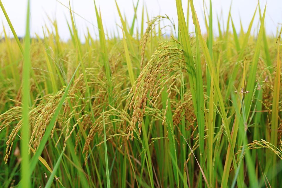 Htlaca (htlaca.lens) Lens social identity (.lens handle) PFP