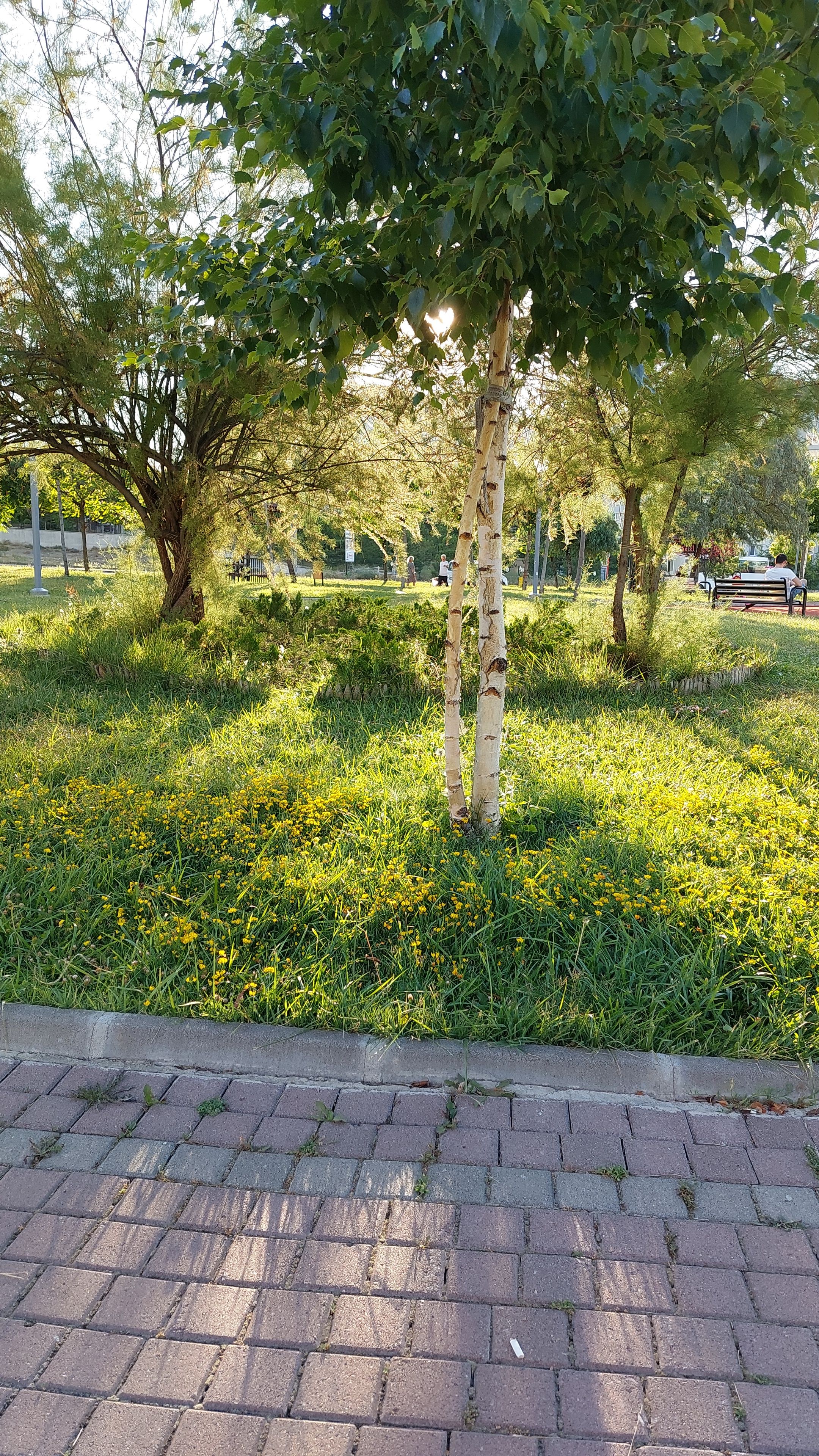 A park full of flies. I think the Etimesgut municipality did not spray. In Turkey, people are not va…