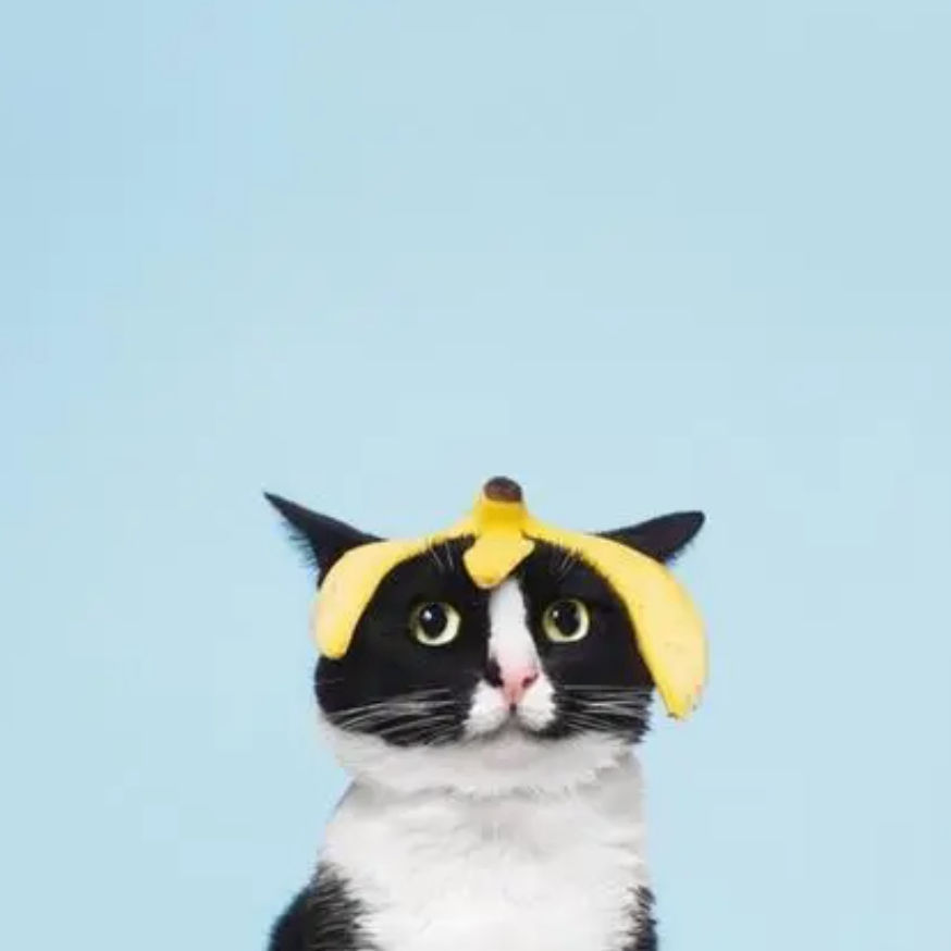 MuskElon (k66666.lens) Lens social identity (.lens handle) PFP