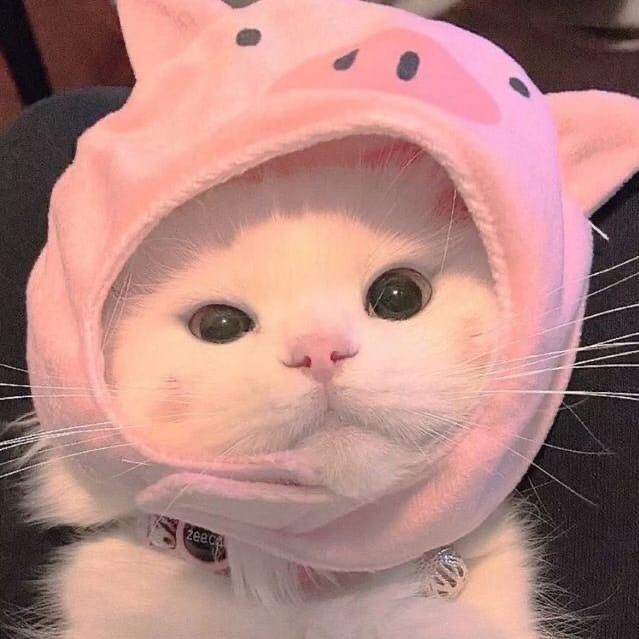 vewmew's Lens avatar
