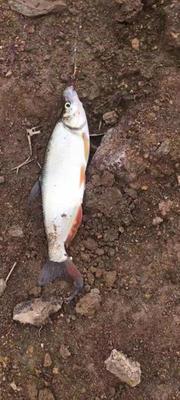 难过 (123471.lens) Lens social identity (.lens handle) PFP