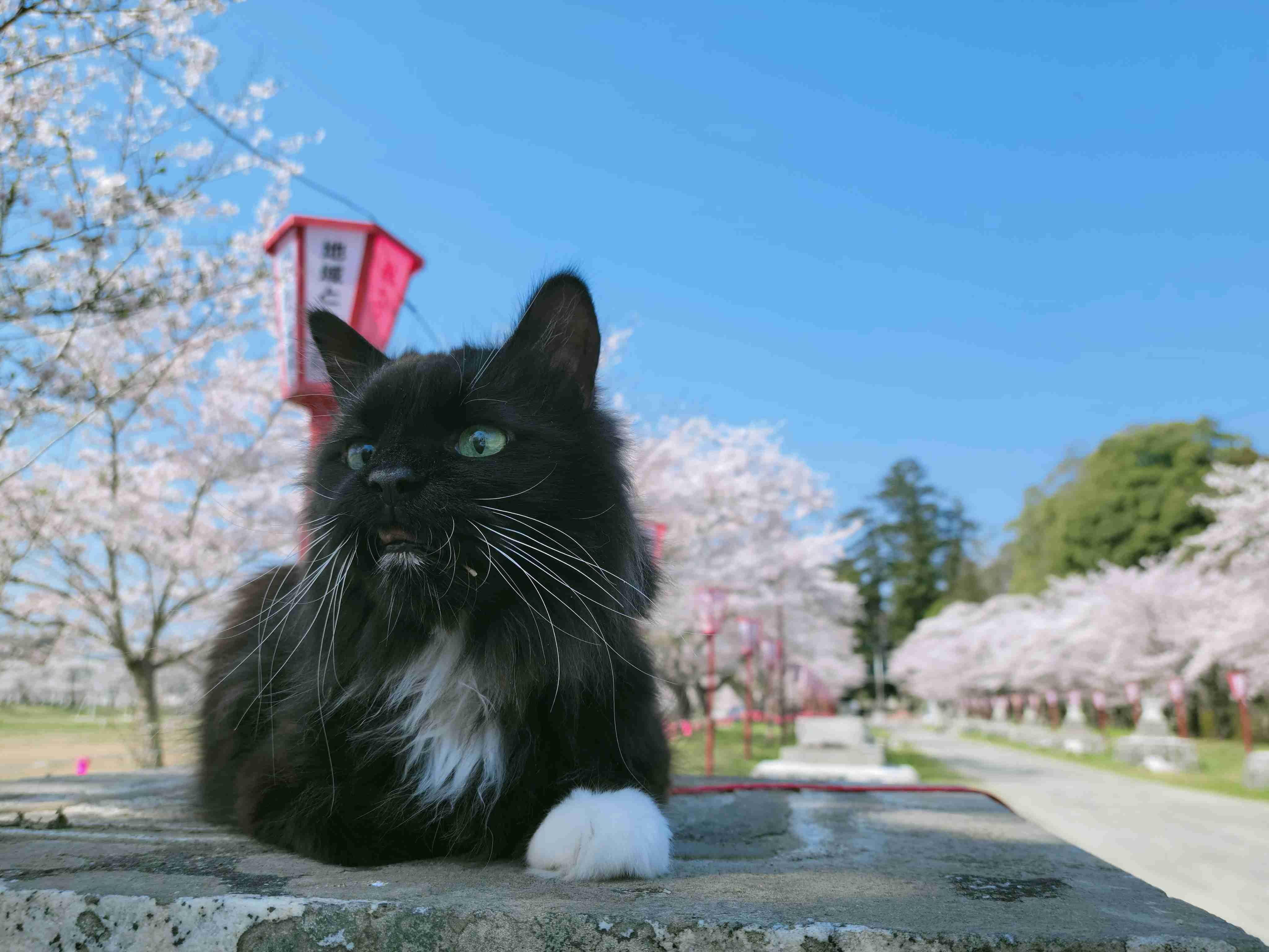 Cherry blossom trees and cats