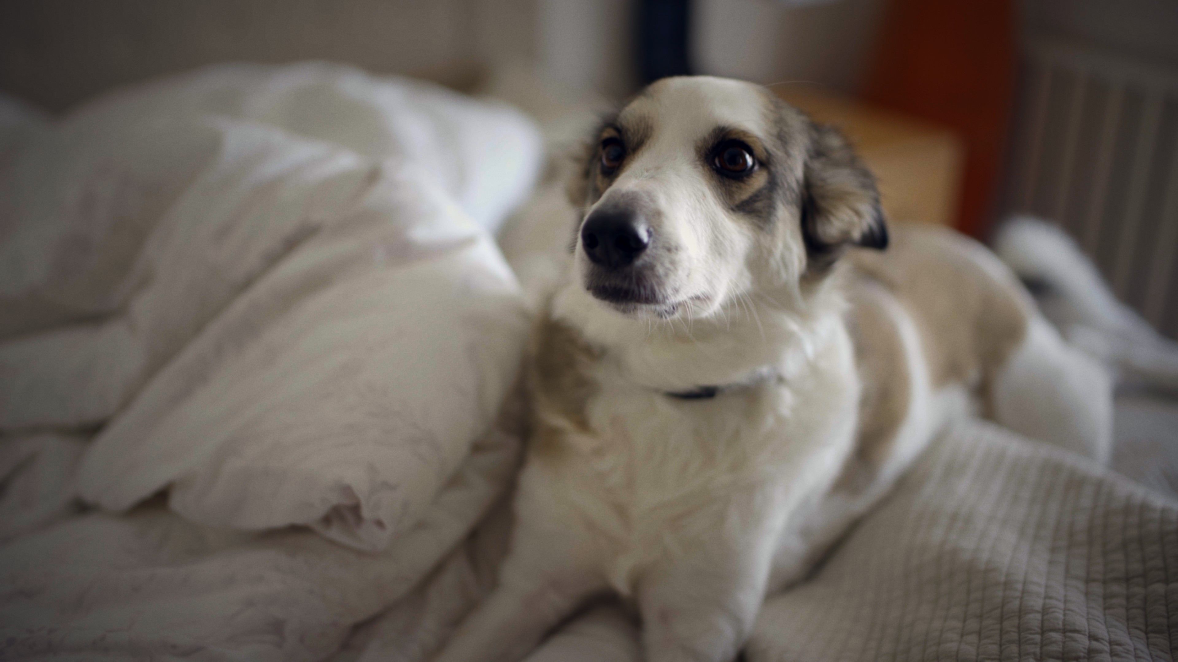 Pumperbro (pumperbro.lens) Lens social identity (.lens handle) PFP