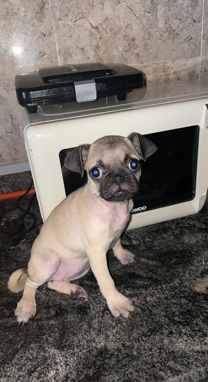 Btcpluggg.eth (btpluggg.lens) Lens social identity (.lens handle) PFP