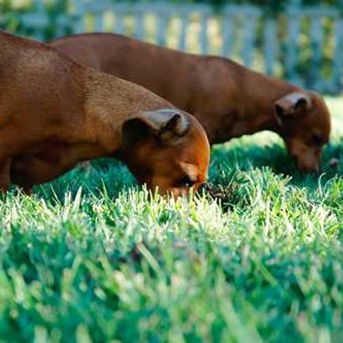 German (germas.lens) Lens social identity (.lens handle) PFP