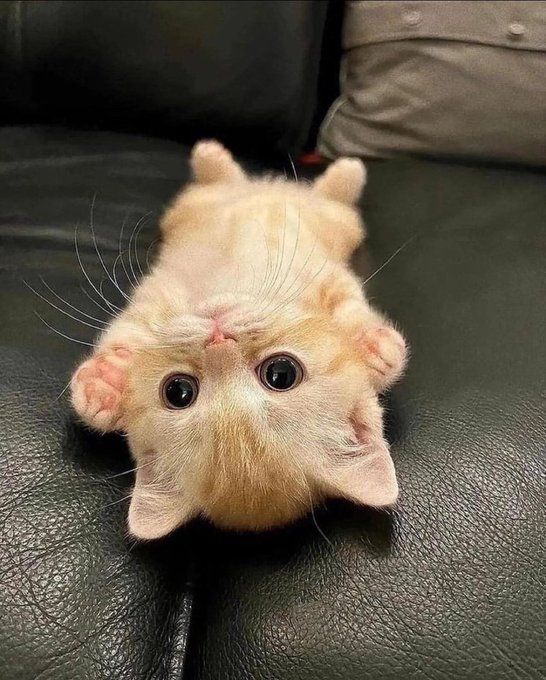 hulk923 (hulk923.lens) Lens social identity (.lens handle) PFP