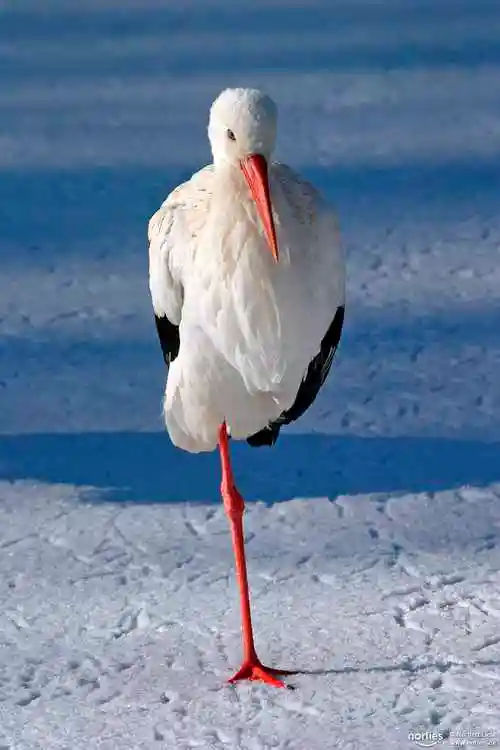 storks.lens Lens social identity (.lens handle) PFP