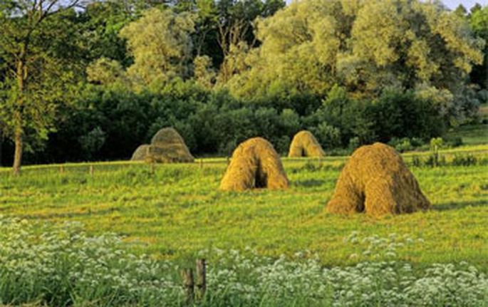 jubilation (jubilation.lens) Lens social identity (.lens handle) PFP