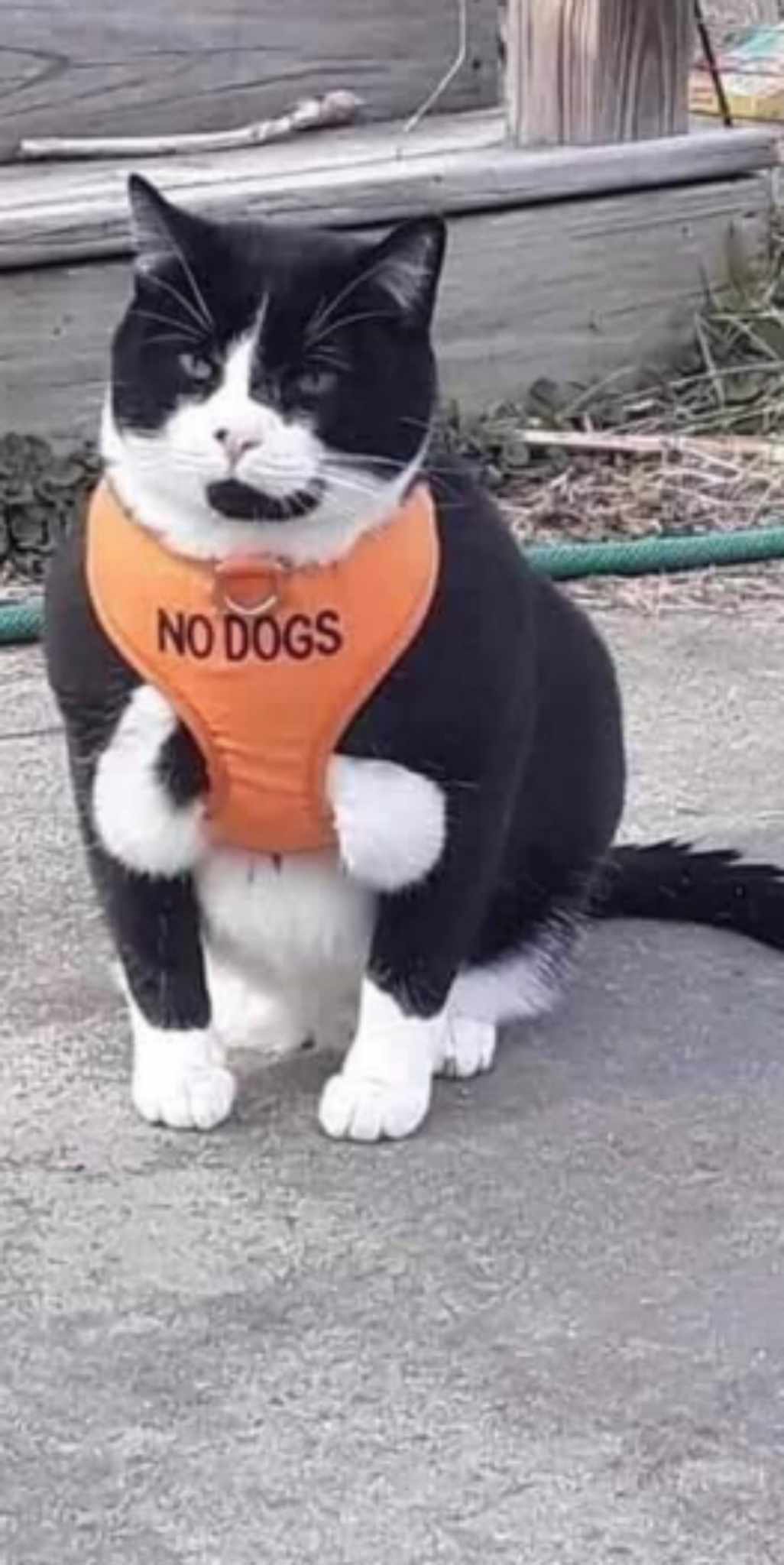 loki (loki441.lens) Lens social identity (.lens handle) PFP