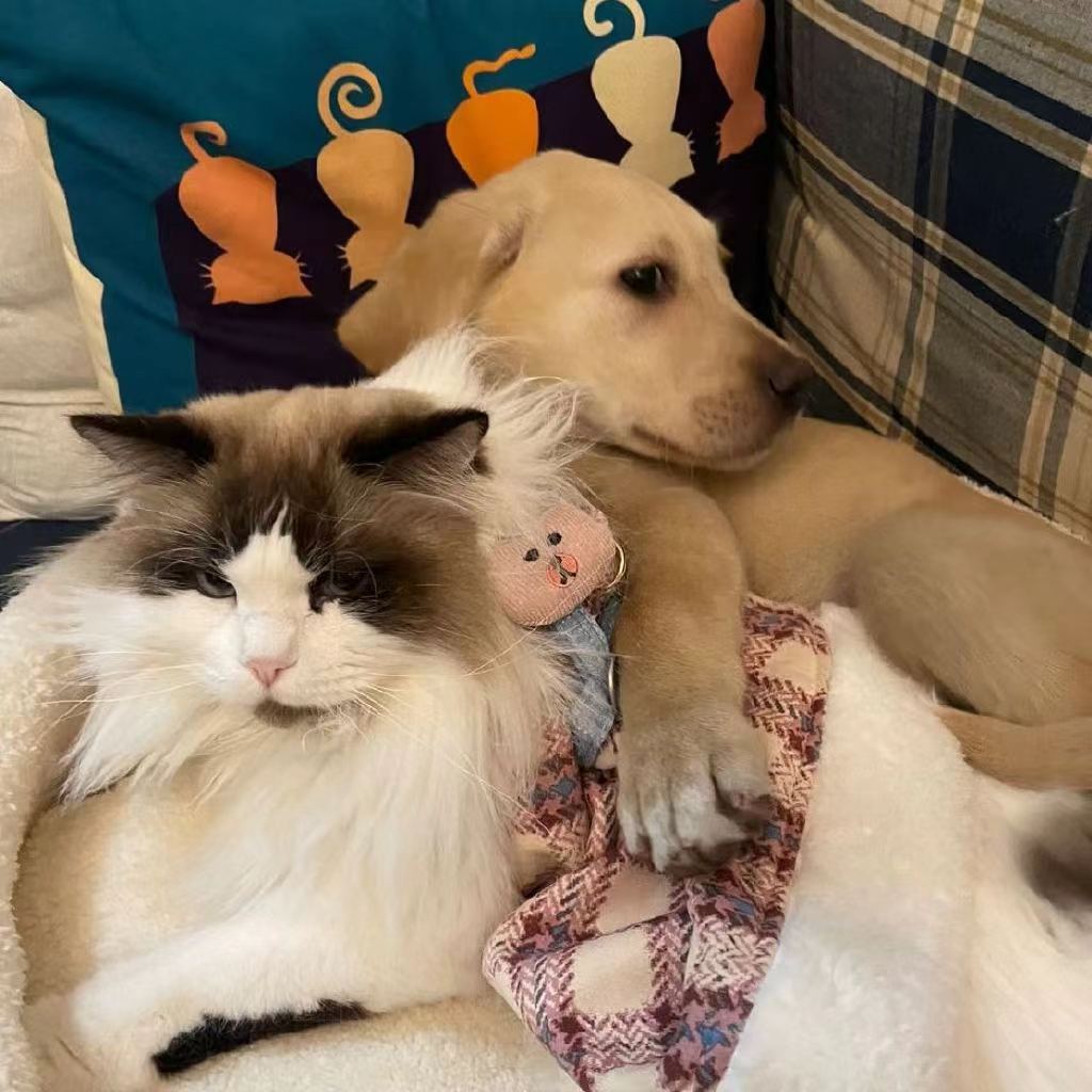 bawangchaji.eth Ethereum Name Service (ENS and .eth domain) PFP