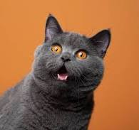 Arthur (crnk153.lens) Lens social identity (.lens handle) PFP