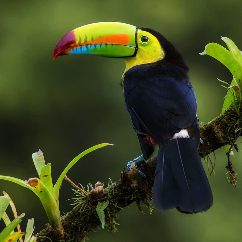 Dodo (dodododuckduck.lens) Lens social identity (.lens handle) PFP