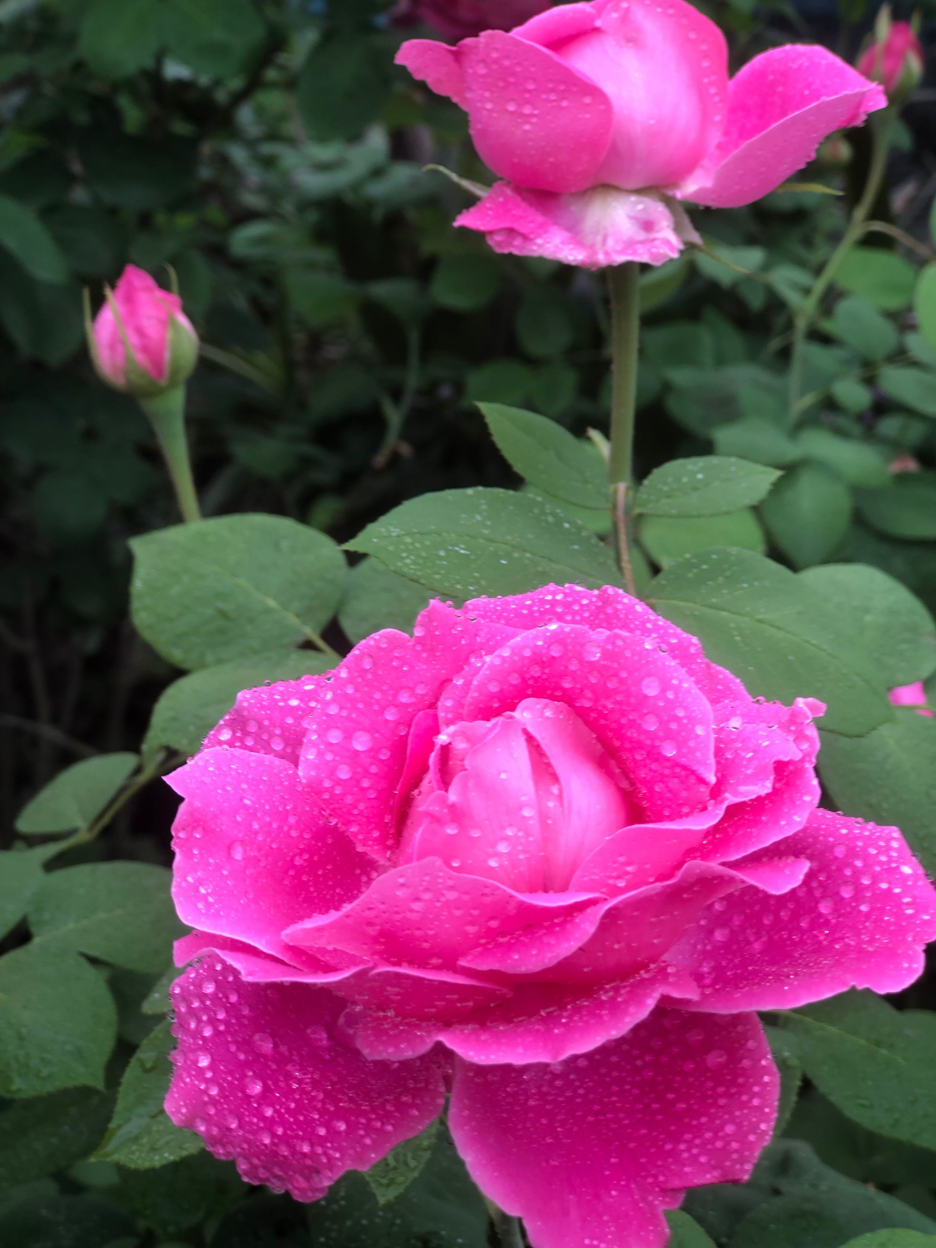 knoter6 (69022.lens) Lens social identity (.lens handle) PFP