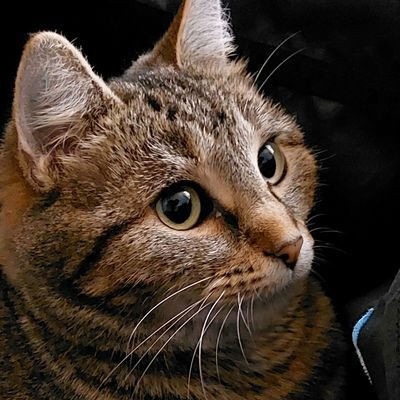 Plonk's Lens avatar