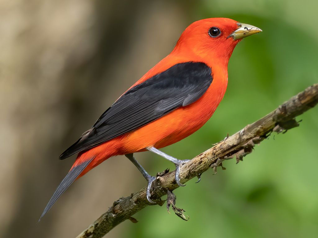 Scarlet Tanager (Piranga olivacea) in Indiana, USA by Ryan Sanderson