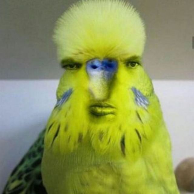 zavisit17 (vsenemogut17.lens) Lens social identity (.lens handle) PFP